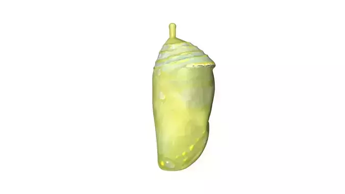 Cocoon butterfly chrysalis Low-poly 3D model