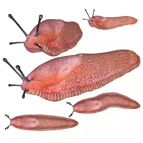 Slug Snail