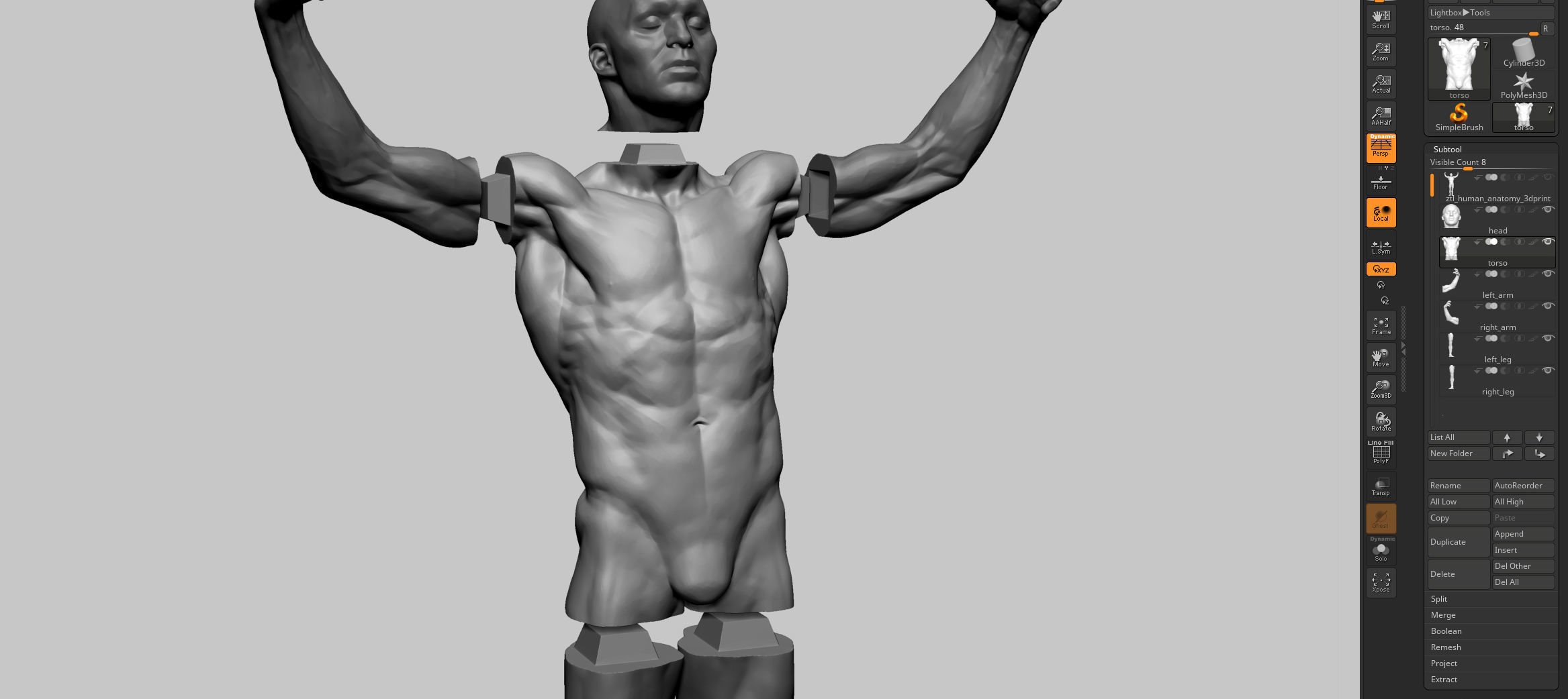 Male Anatomy Printable v2 3D print model_17