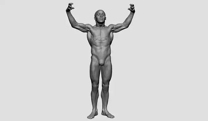 Male Anatomy Printable v2 3D print model