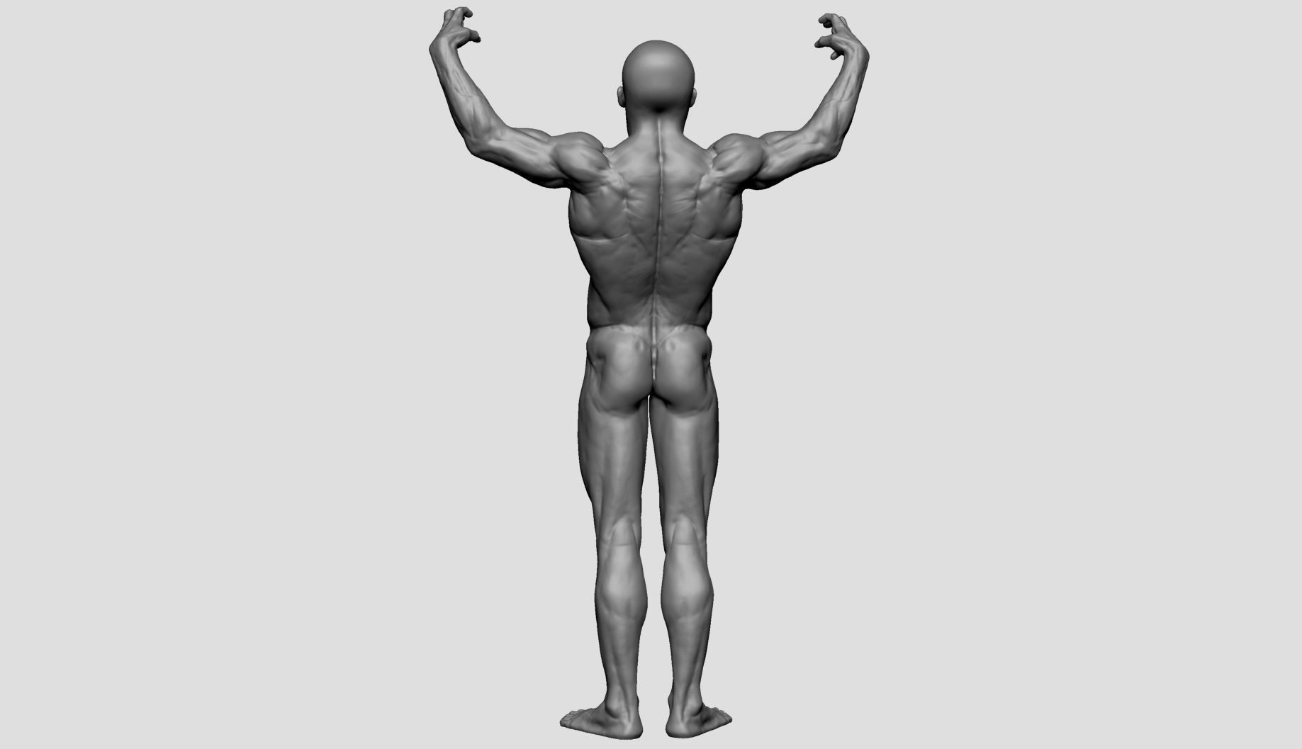 Male Anatomy Printable v2 3D print model_4