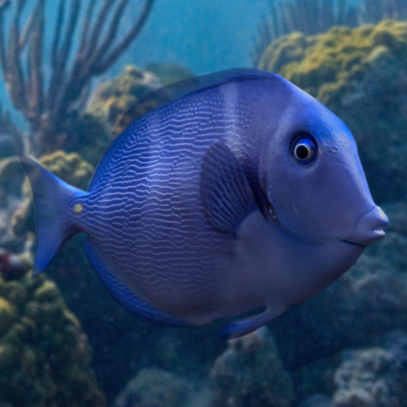 Blue Tang Fish 3D model