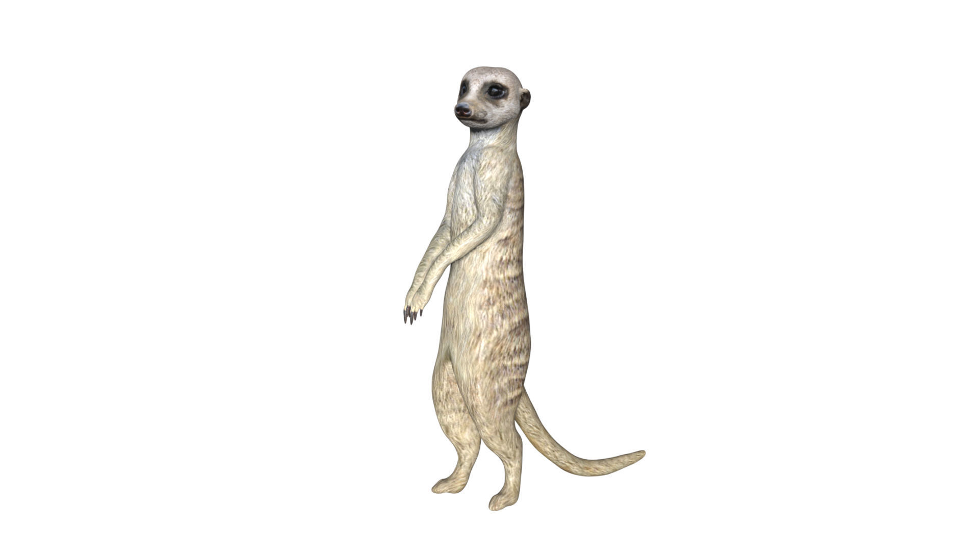 Meerkat Low-poly 3D model_3