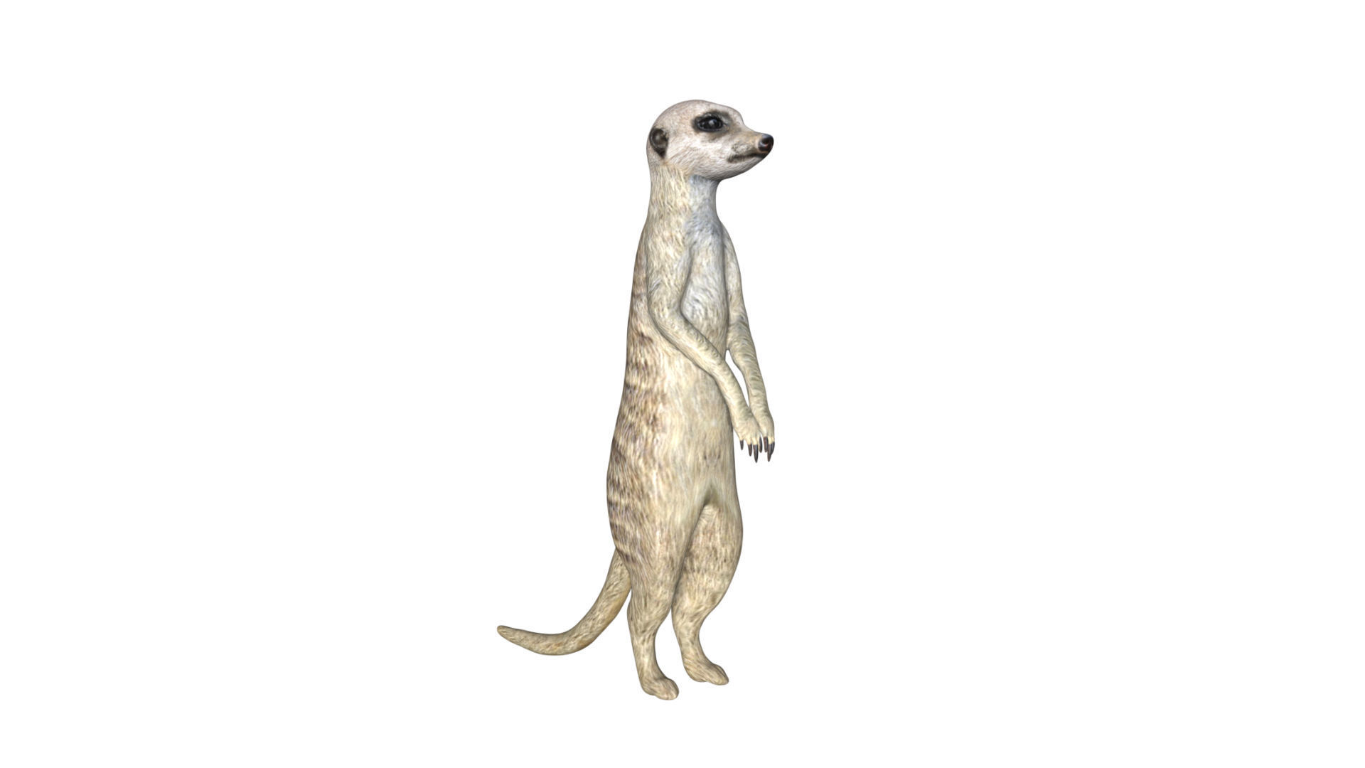 Meerkat Low-poly 3D model_7