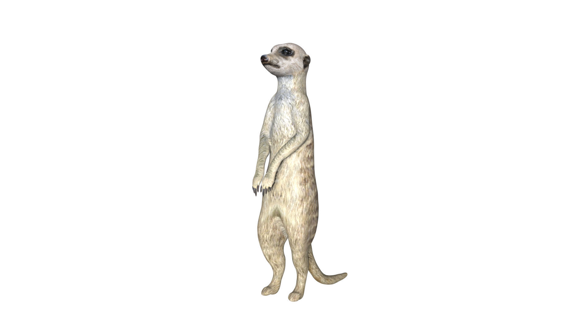 Meerkat Low-poly 3D model_2
