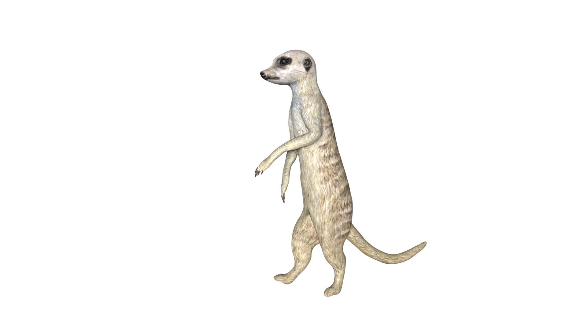 Meerkat Low-poly 3D model_4