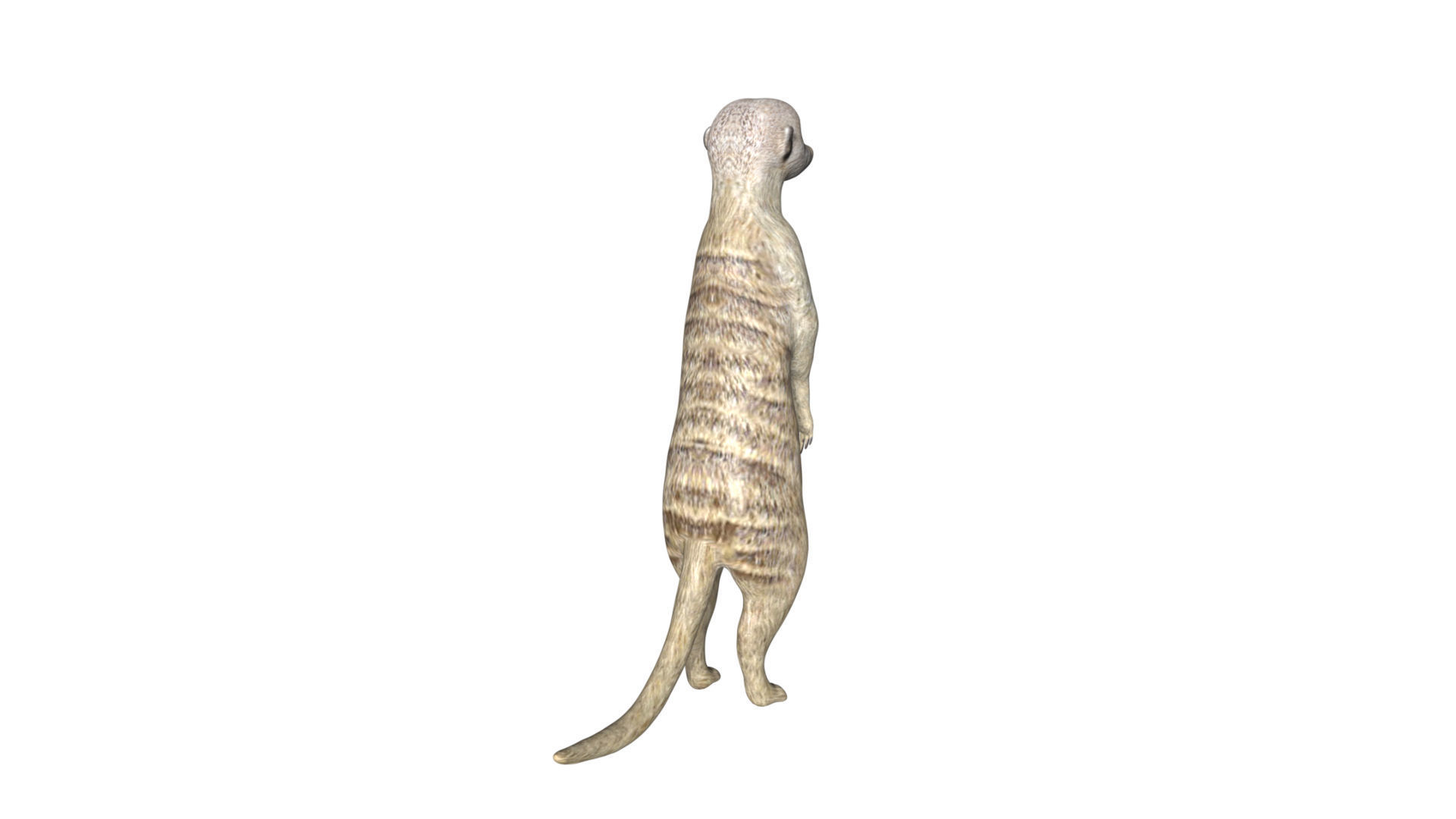 Meerkat Low-poly 3D model_6