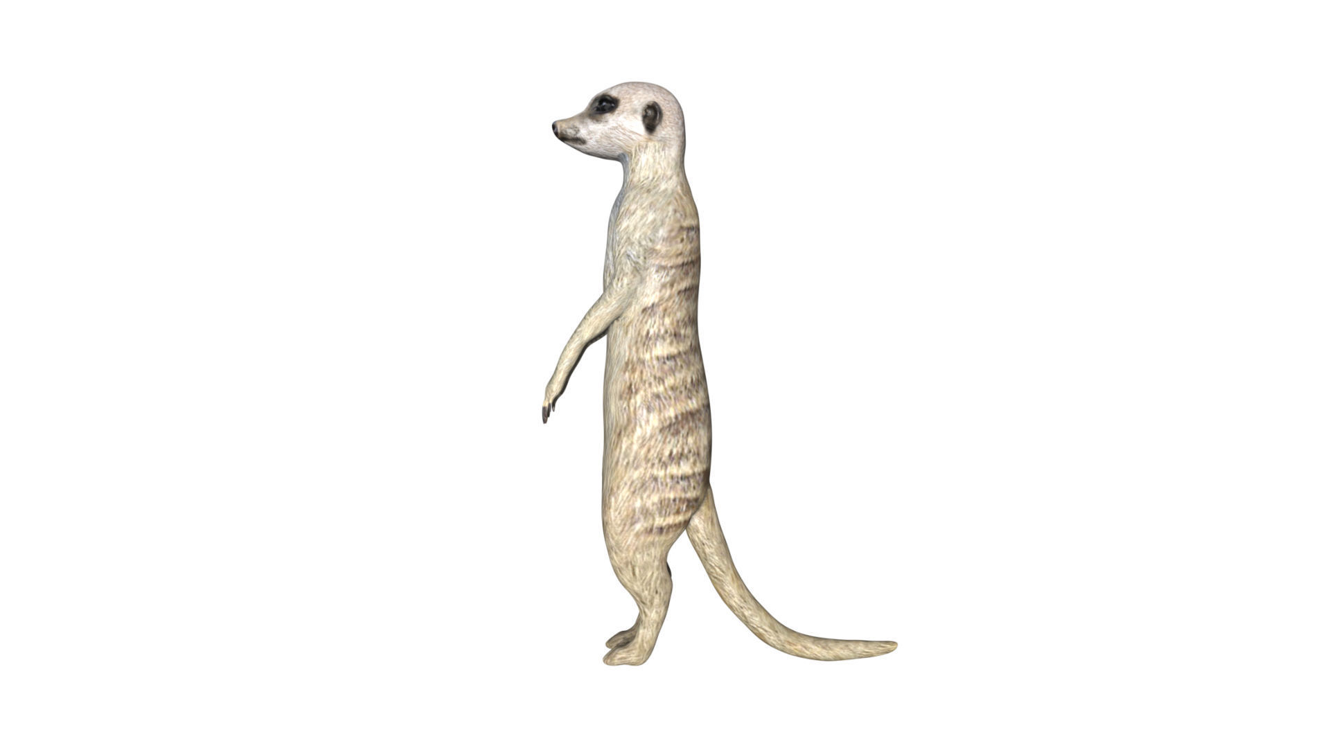 Meerkat Low-poly 3D model_1