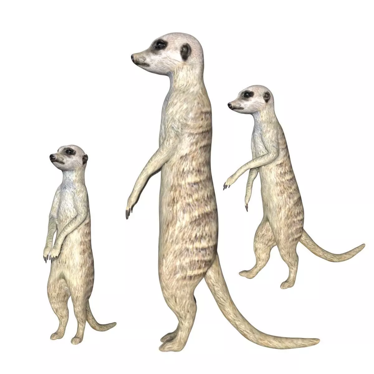 Meerkat Low-poly 3D model_0