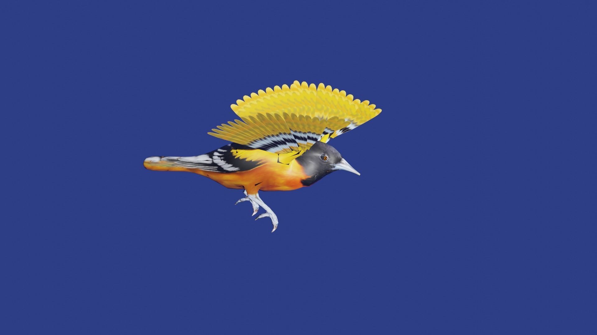AMERICAN YELLOW BIRD Low-poly 3D model_8