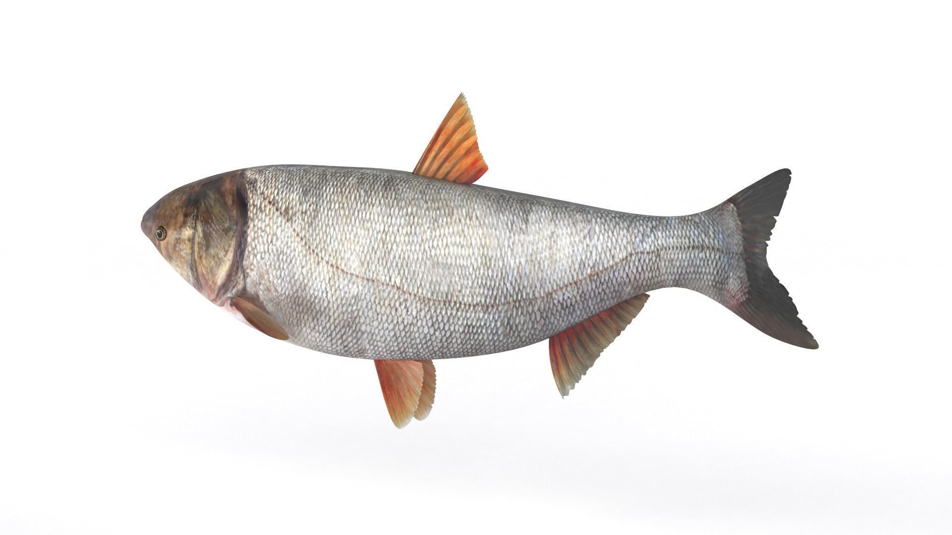 Silver Carp 3D model_2
