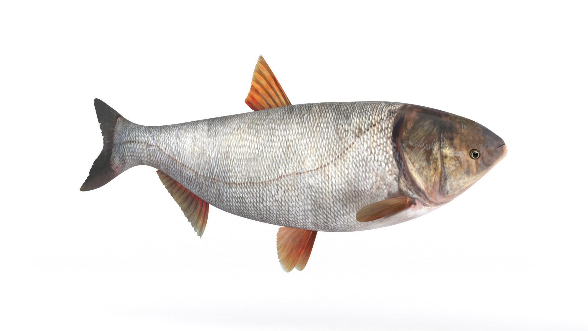 Silver Carp 3D model_1