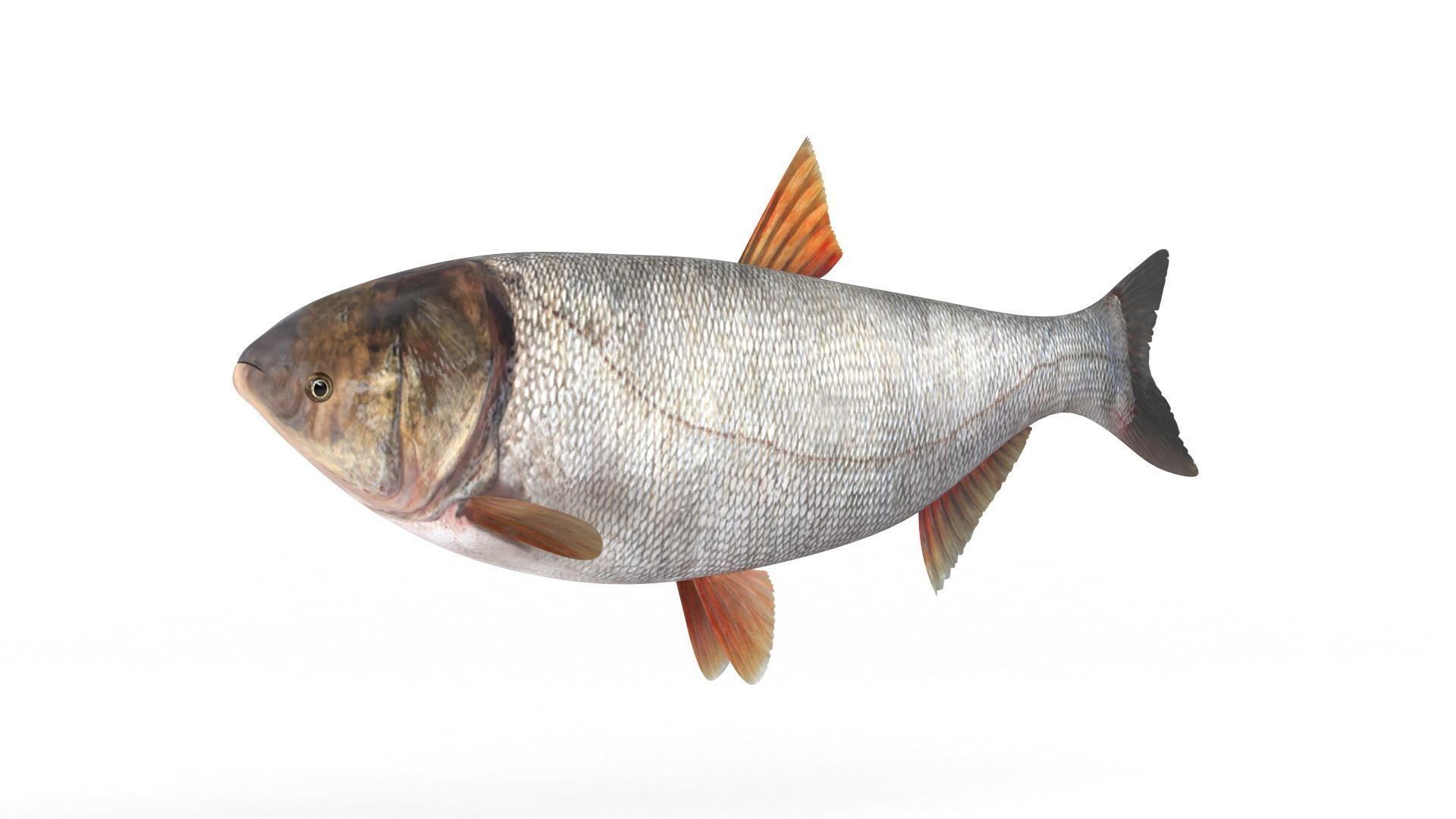 Silver Carp 3D model_4