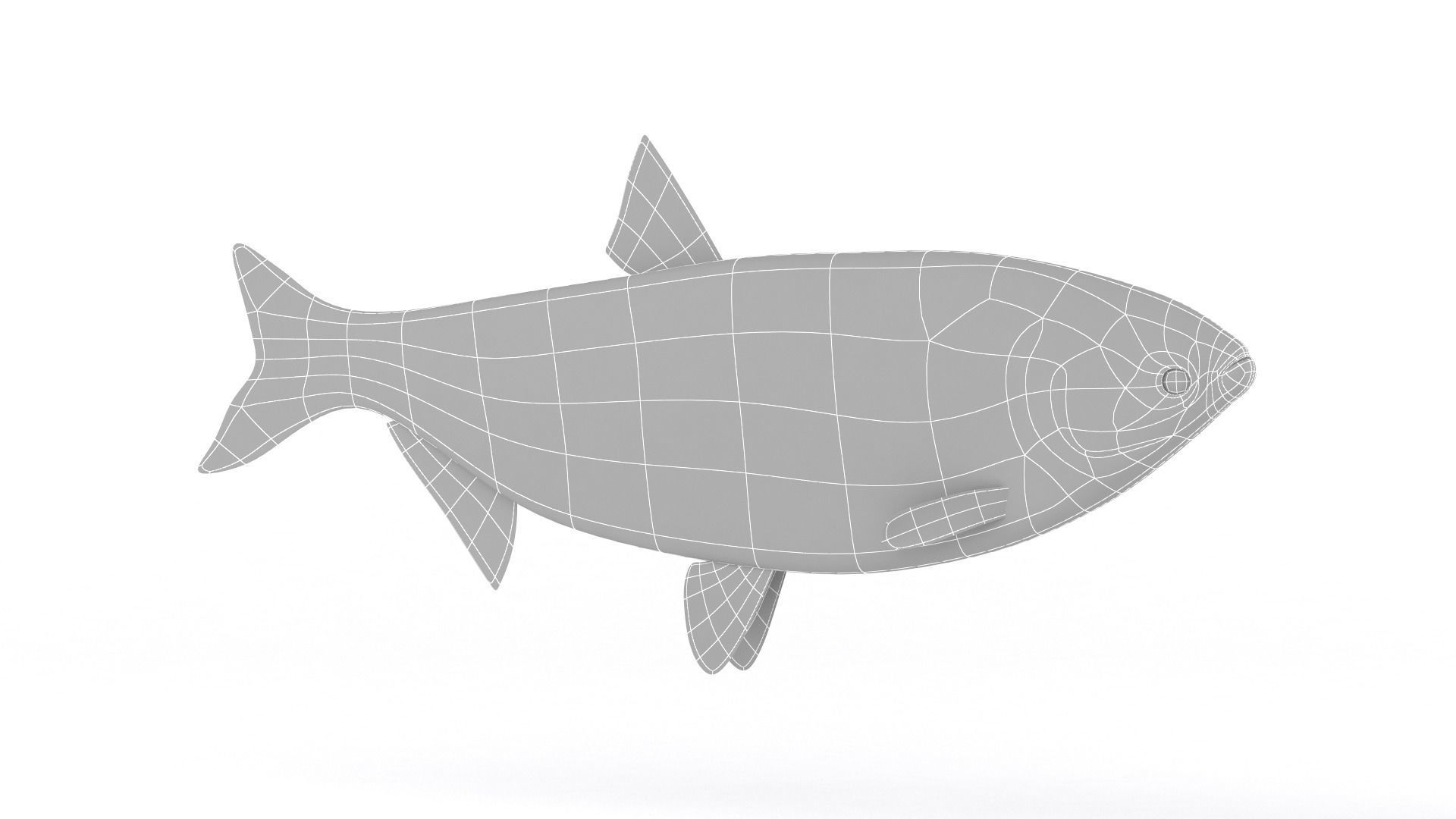 Silver Carp 3D model_6