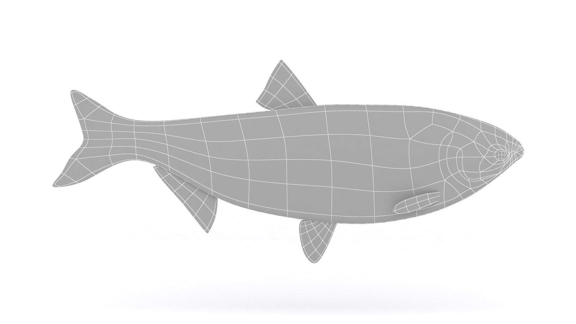 Silver Carp 3D model_5