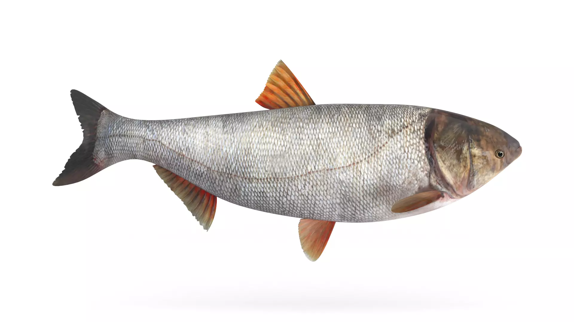 Silver Carp 3D model_0