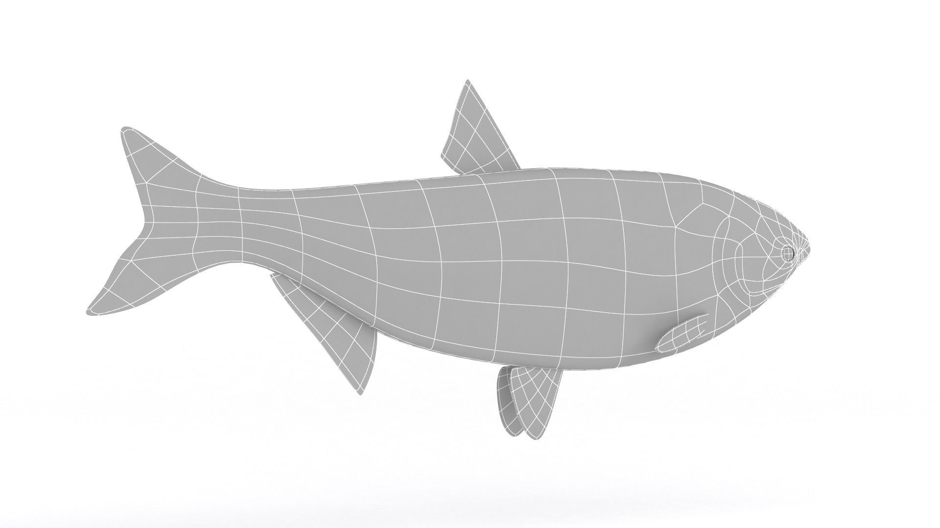 Silver Carp 3D model_8
