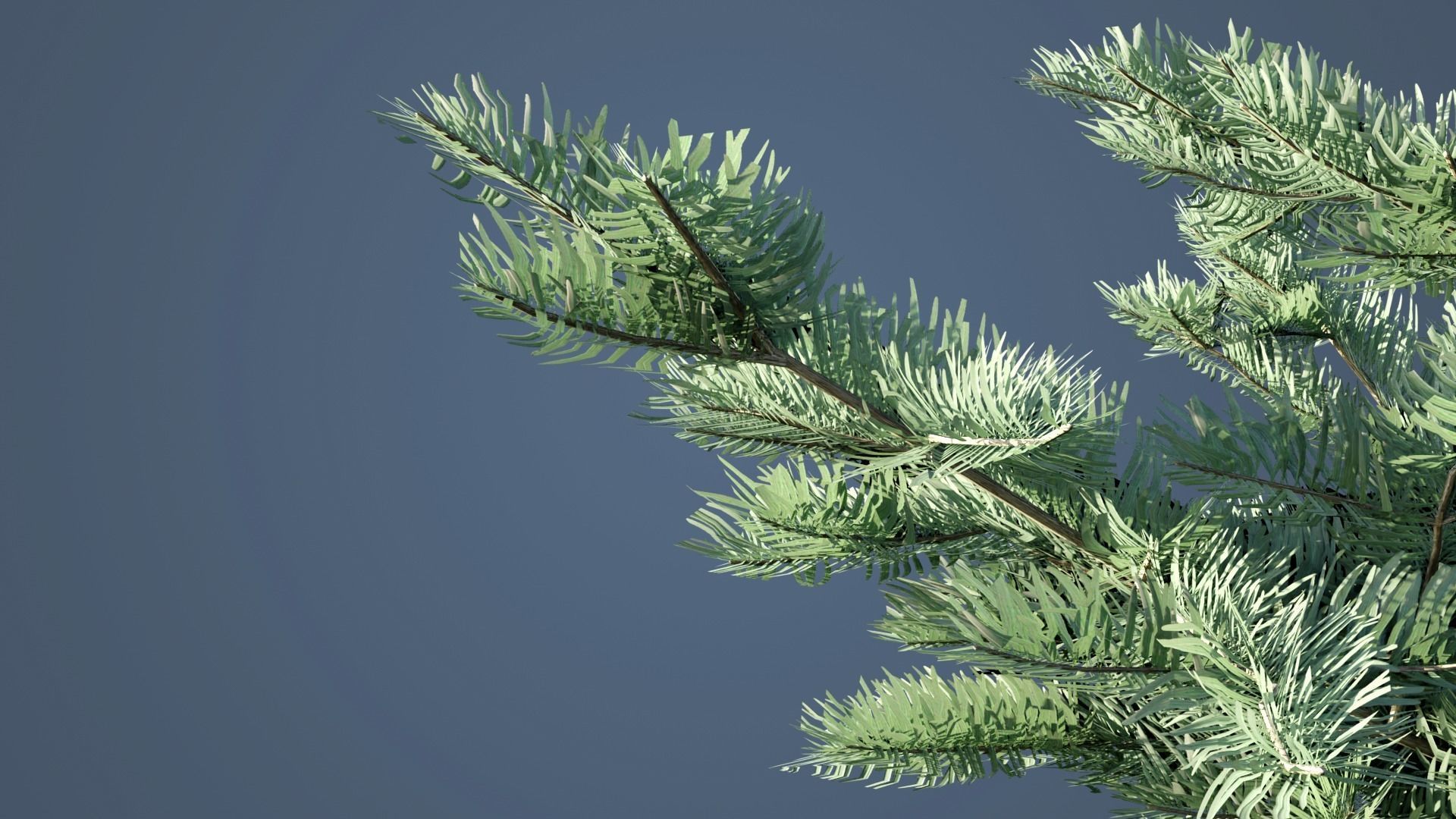 White Fir Trees Low-poly 3D model_5