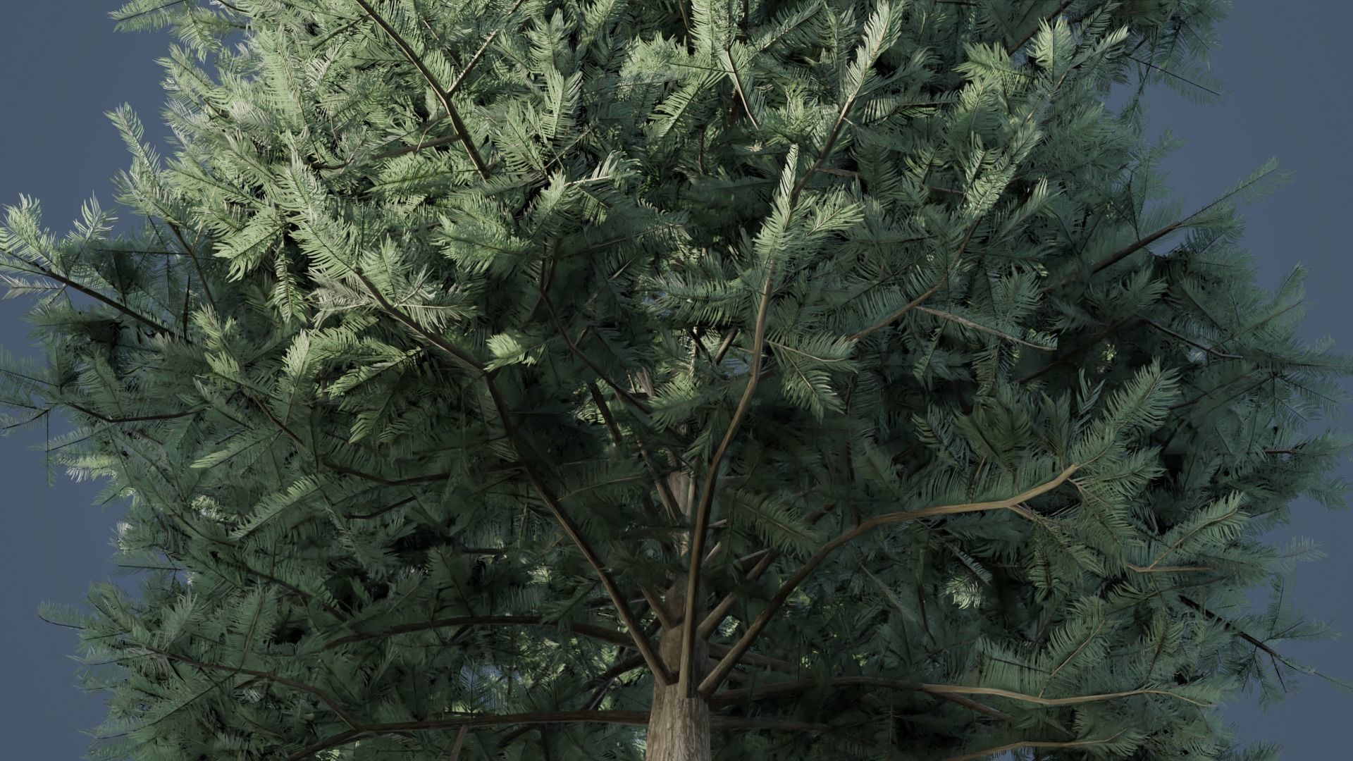 White Fir Trees Low-poly 3D model_4