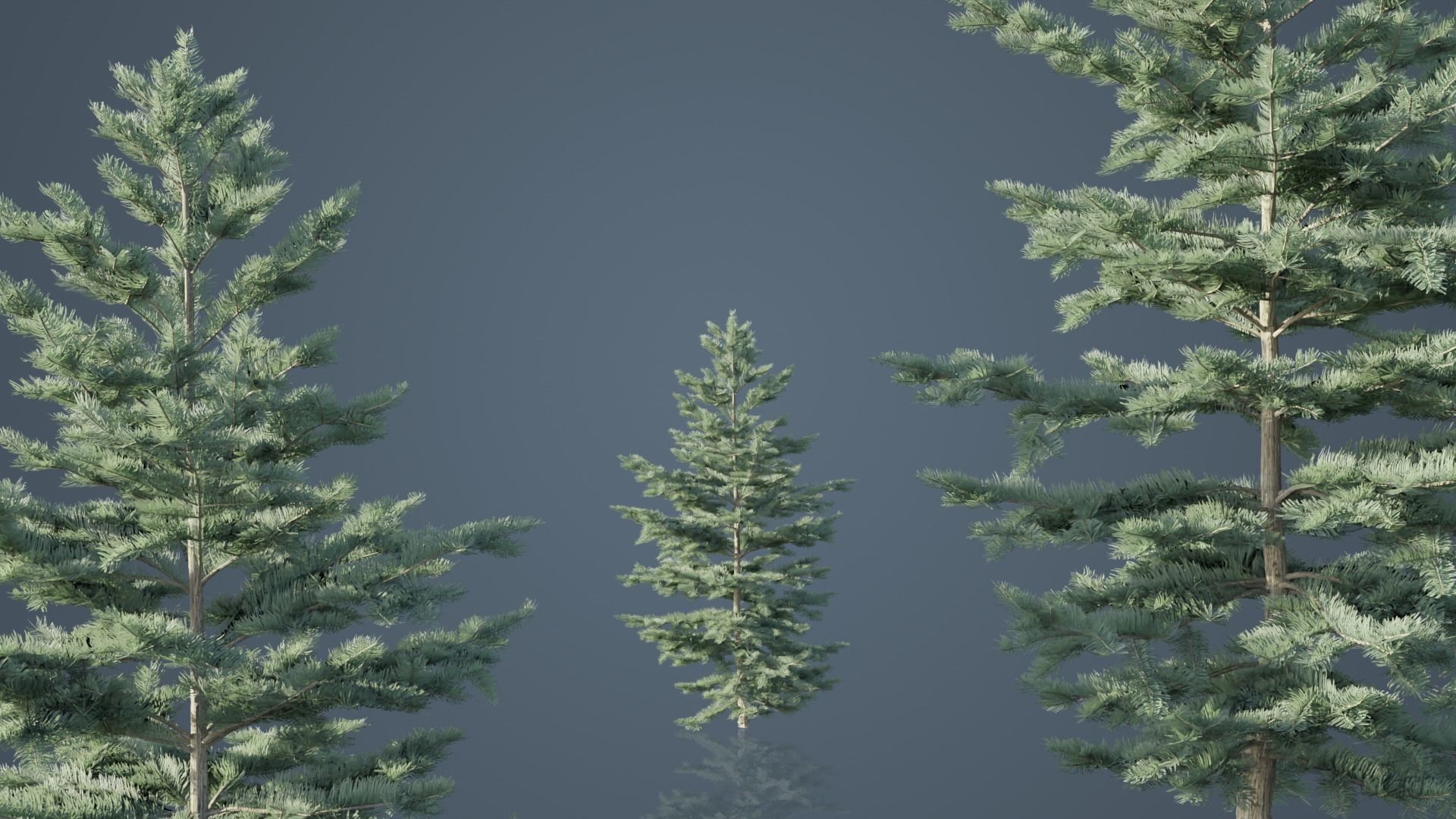 White Fir Trees Low-poly 3D model_2
