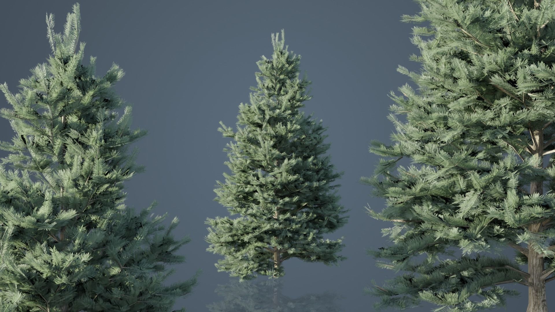 White Fir Trees Low-poly 3D model_1