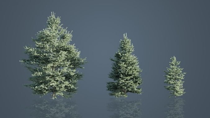 White Fir Trees Low-poly 3D model