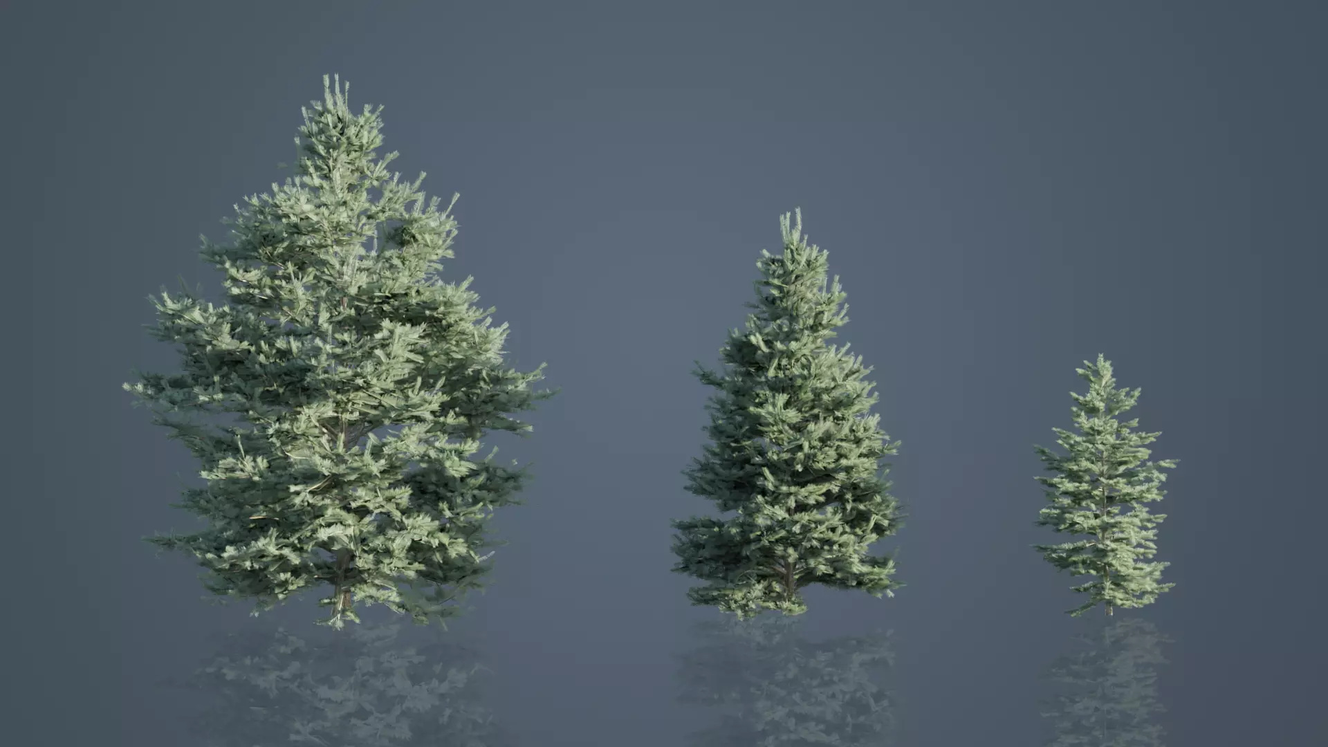 White Fir Trees Low-poly 3D model_0