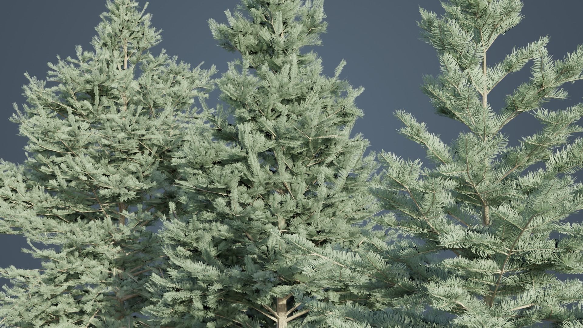 White Fir Trees Low-poly 3D model_6