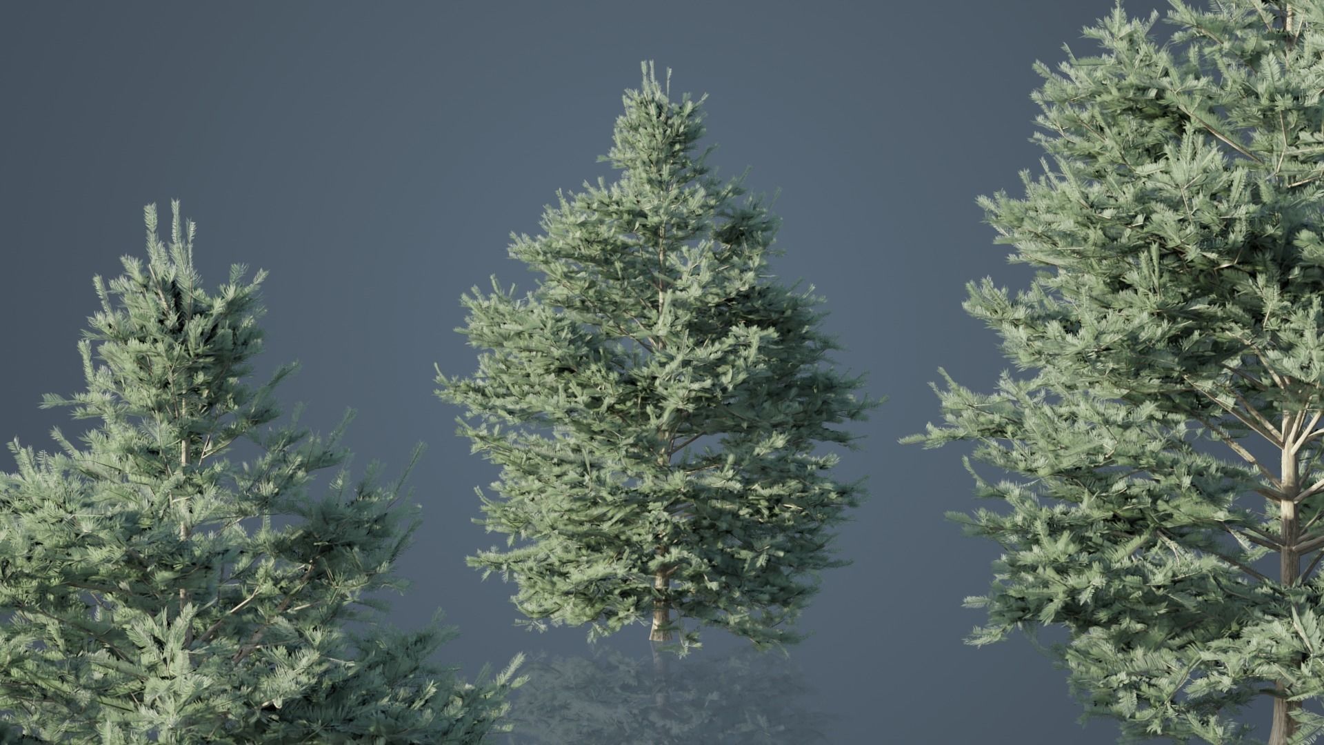 White Fir Trees Low-poly 3D model_3