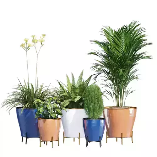Latitude plants in pots