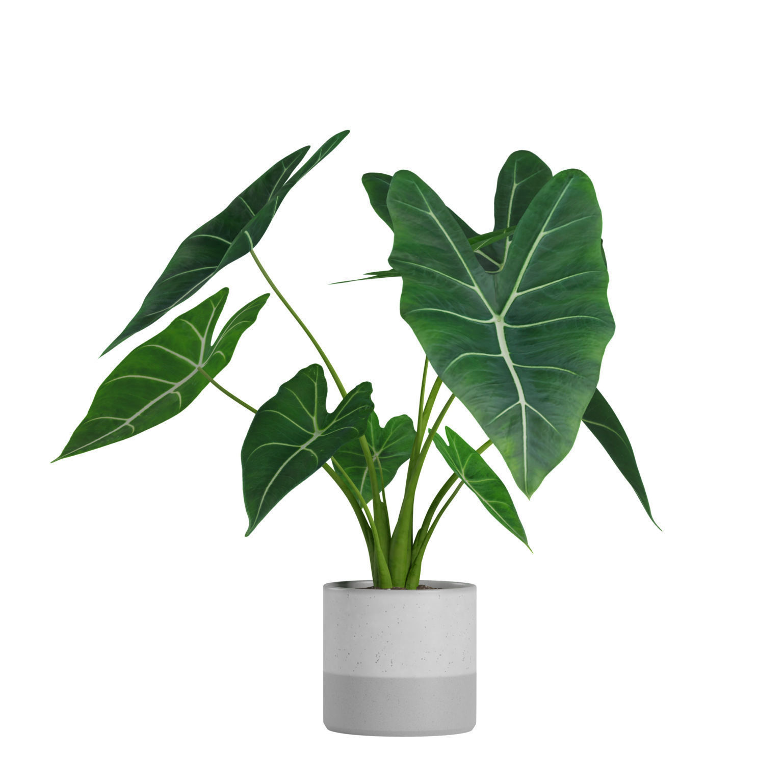 Indoor Plants Pack 03 3D model_2