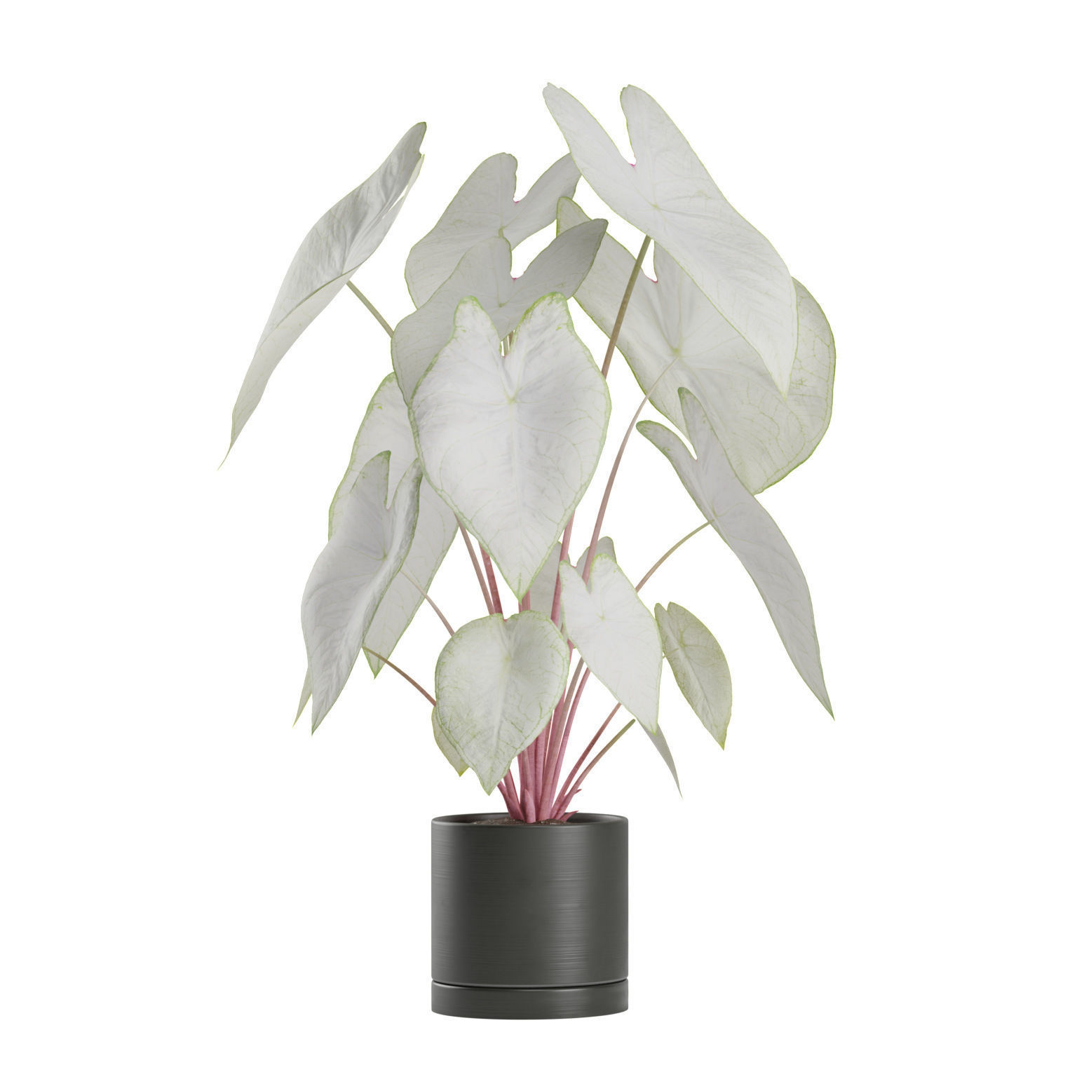 Indoor Plants Pack 03 3D model_4