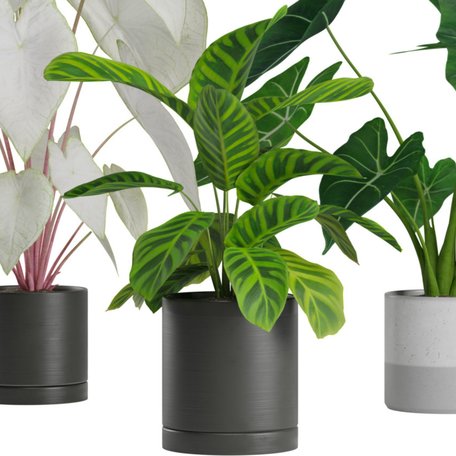 Indoor Plants Pack 03 3D model_6
