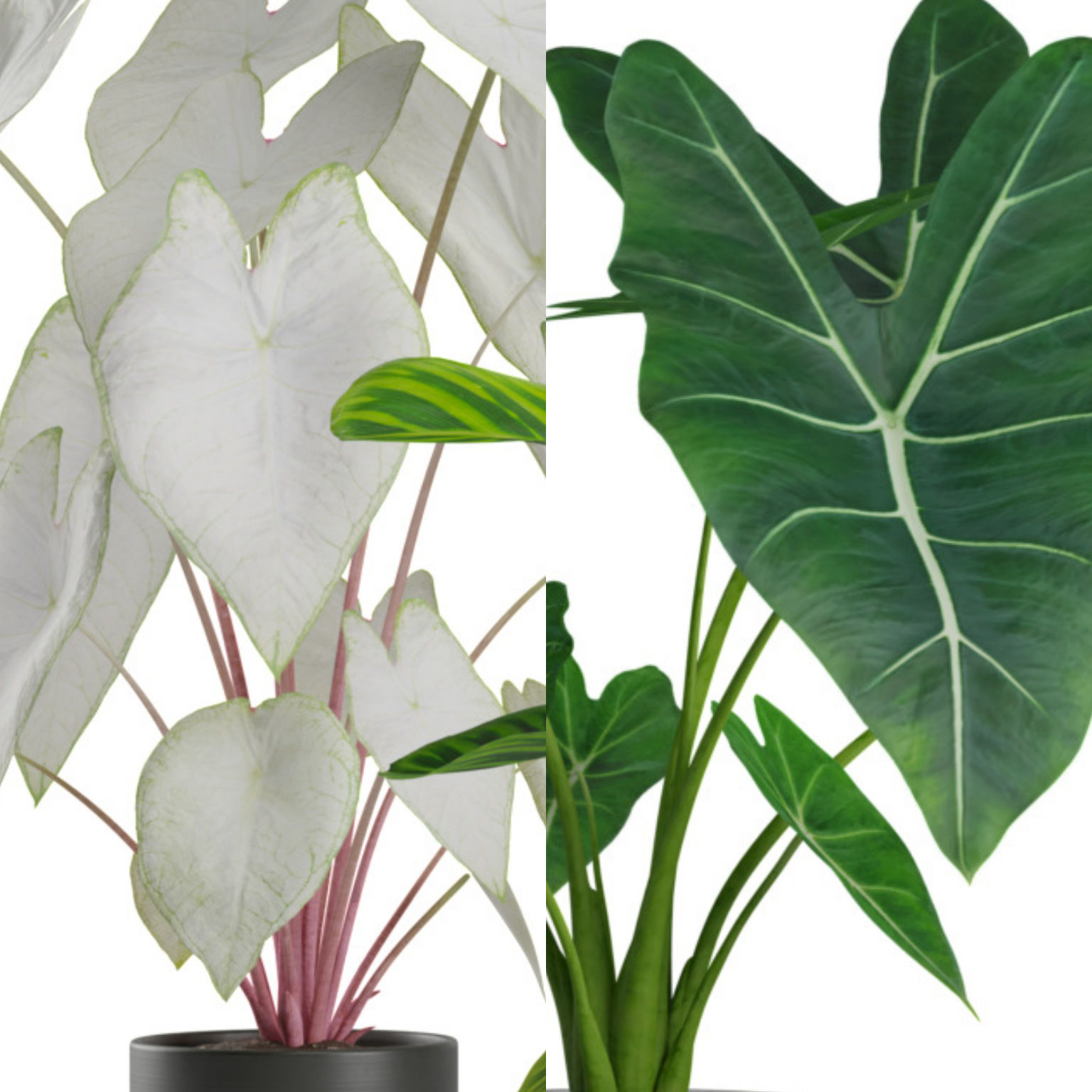 Indoor Plants Pack 03 3D model_5