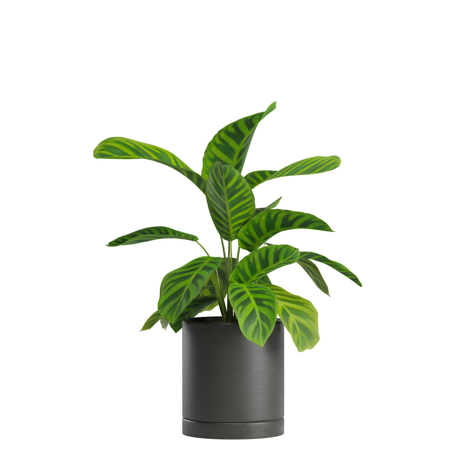 Indoor Plants Pack 03 3D model_3