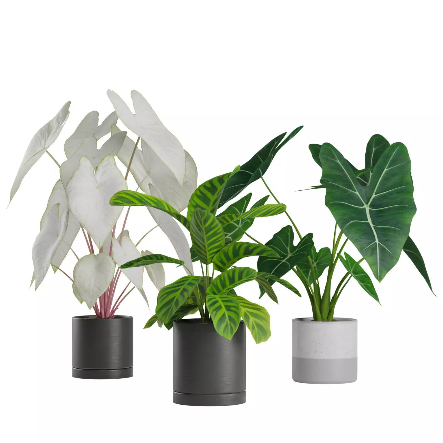 Indoor Plants Pack 03 3D model_0