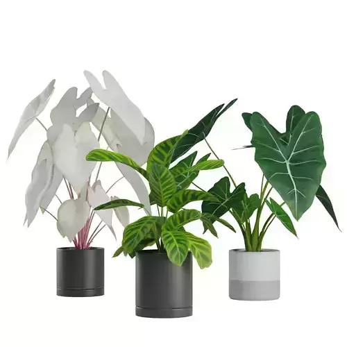 Indoor Plants Pack 03 3D model