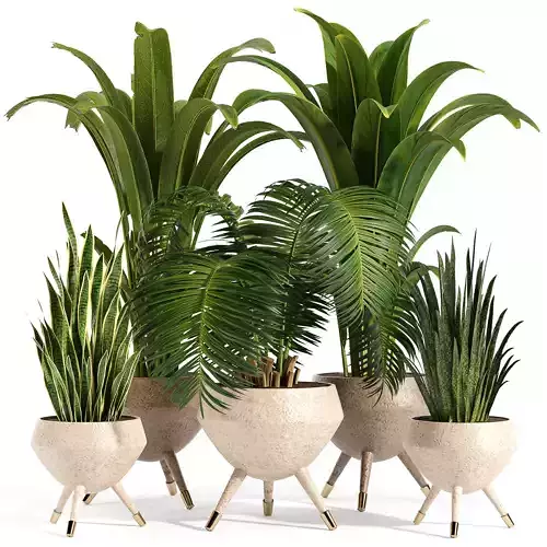 Indoor plant collection 10