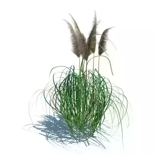 Grey Feathers In Grass