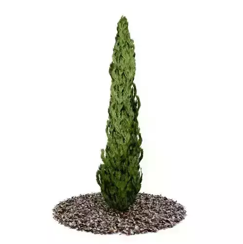 Fern Based Topiary Tree