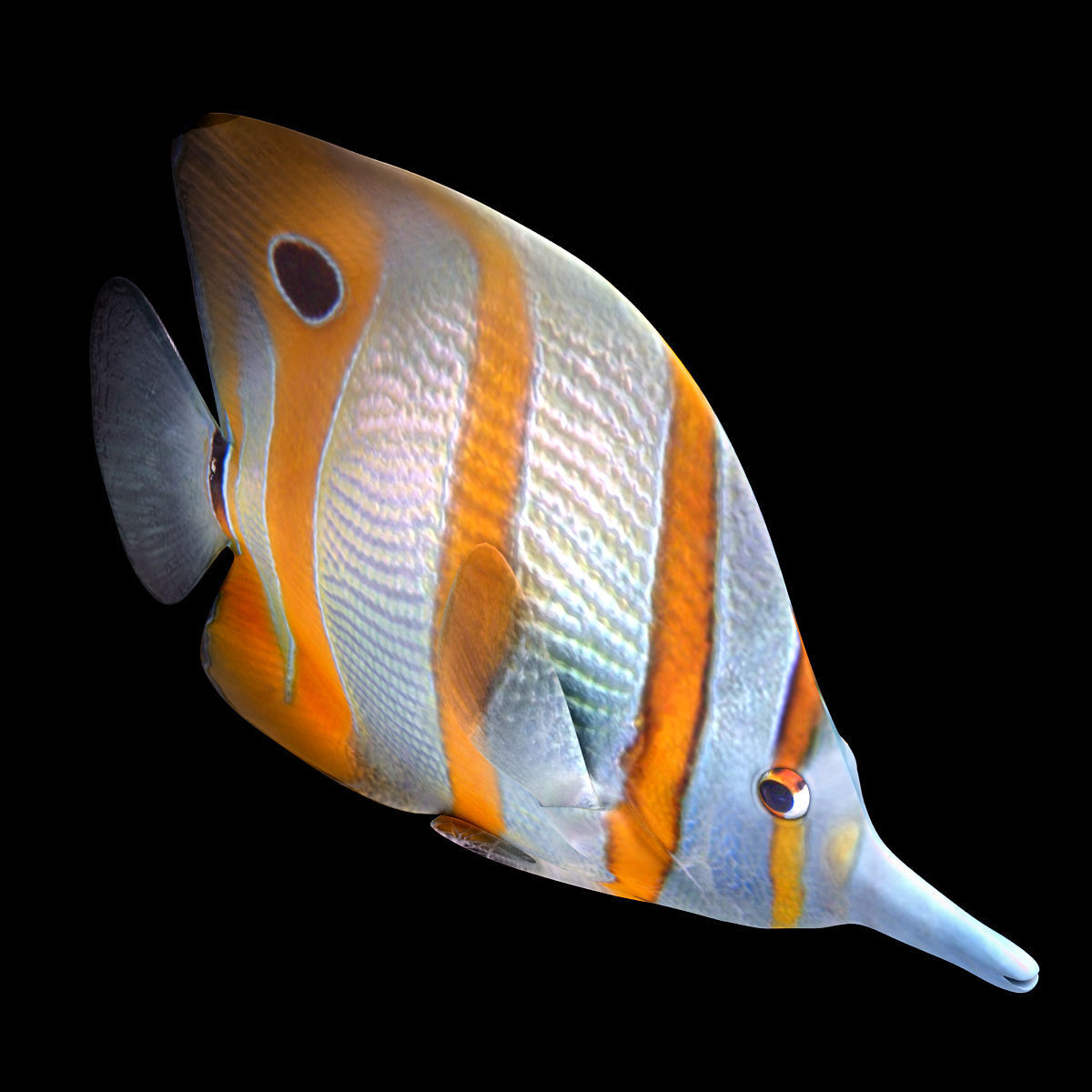 Buterfly Tropical Fish 3D model_2