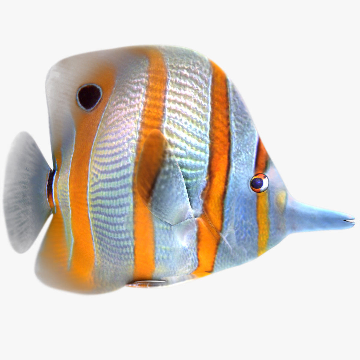 Buterfly Tropical Fish 3D model_1