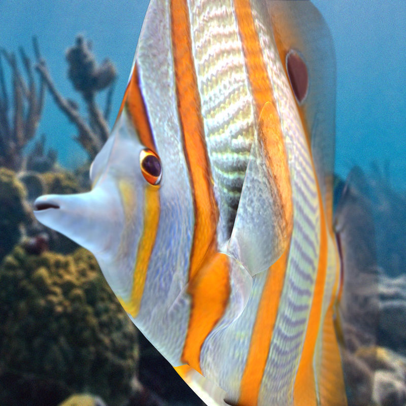 Buterfly Tropical Fish 3D model_0
