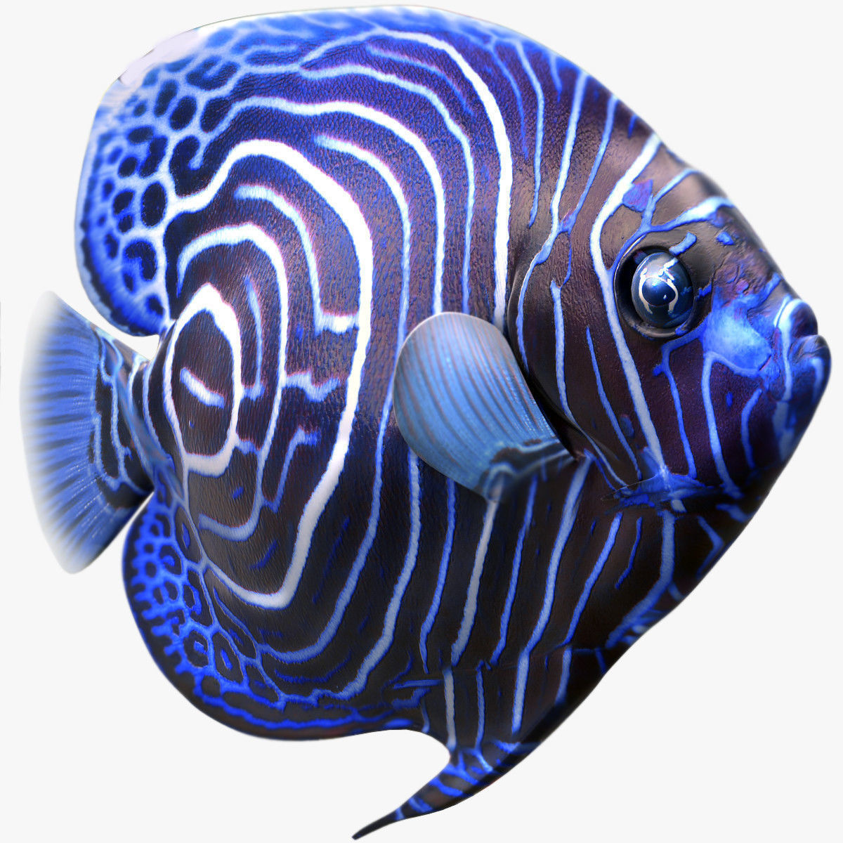 Emperor Juvenile Angelfish 3D model_3