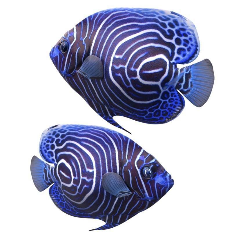 Emperor Juvenile Angelfish 3D model_5