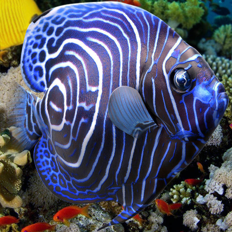 Emperor Juvenile Angelfish 3D model_1