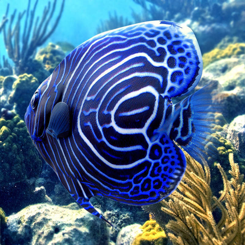 Emperor Juvenile Angelfish 3D model_0