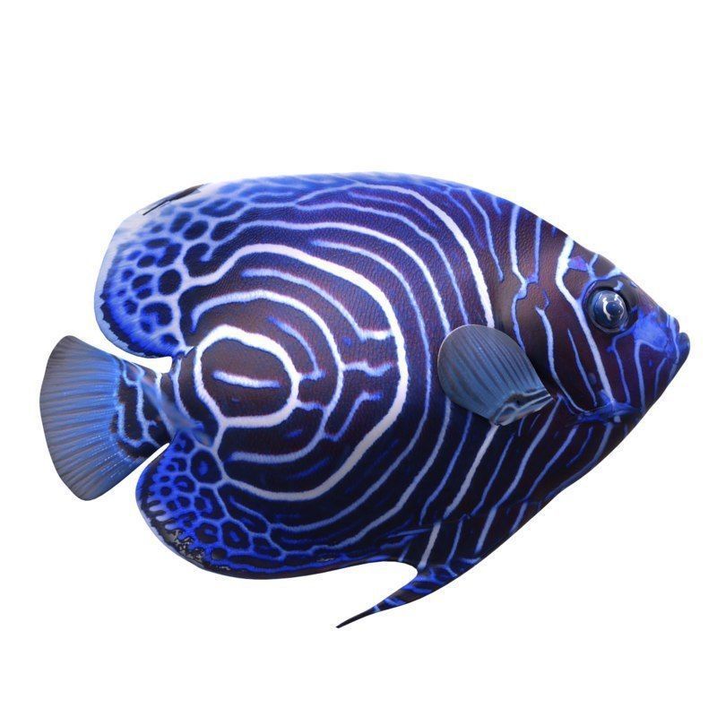 Emperor Juvenile Angelfish 3D model_4