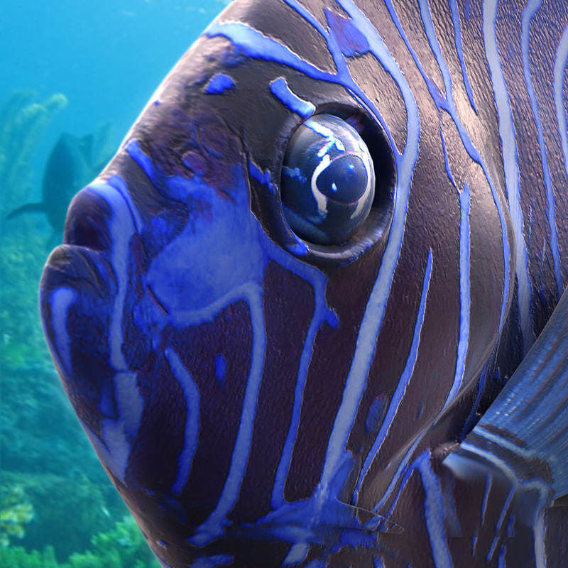 Emperor Juvenile Angelfish 3D model_2