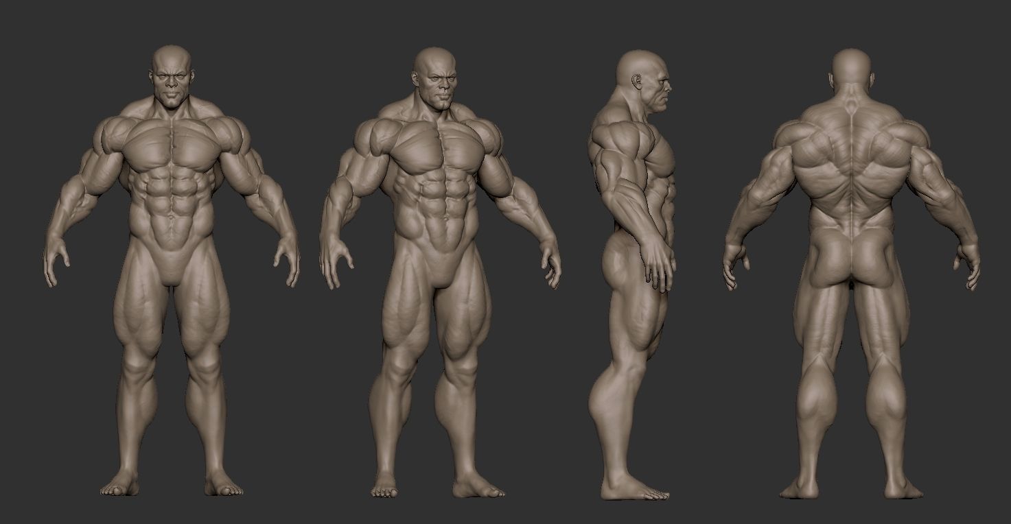 Strong Anatomy 3D model_2